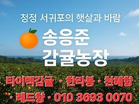 한라봉 수확중입니..