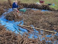 들깨 타작했네요