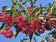 정읍 내장산 산적소굴 참빗..