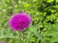 정읍산적소굴 봄 풍경