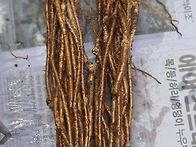 대물급하수오 더덕..