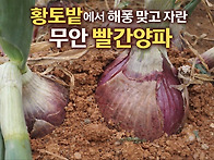 무안양파즙 할인판매중