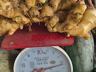 올해 생강 대박