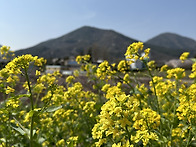 봄에 피는 꽃들 모음집입니..