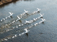 서강에 날아 온 겨울진객 ..
