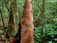 1년중 보름간만 드실수있는..