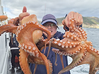 겨울 문어 3K 2.8K 2.2K 2K 1.8K 1..