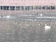 당진 당산 저수지