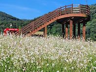 정읍 구절초 지방정원