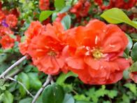 2025년 부처님 오시날 행..