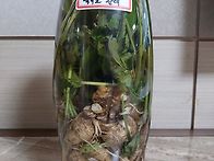 백아도 잔대 담금..