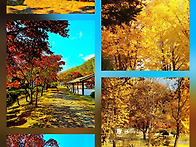 배론 단풍이 곱습니다.