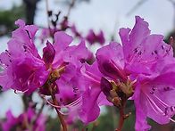 장산 - 보경사~영산대~둘..