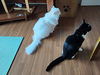 둘이 가까이 많이 있어요.