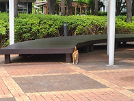 길냥이 이야기