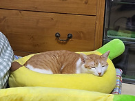 오냥이들