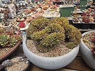 4.30목요일출석부