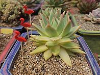 4.29수요일출석부