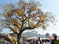 2024년 청송사과축제