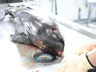 상괭이 부검에서 ..