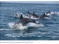 [한겨레] 제주 남..