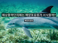 돌고래가 사라진 ..