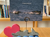 핫핑크돌핀스 장기..