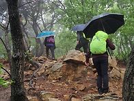 월롱산철쭉(5월1일)