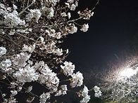 봄소식 '벚꽃'