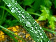 풀잎 물방울