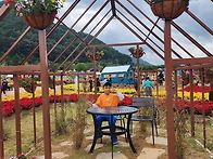 인제군 가을 꽃 축제