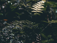 Hiking