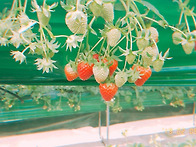 서빈이 화성 아기농부 딸기..