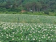 심산행