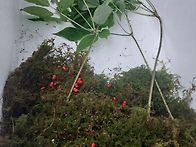 여름심산행