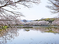 면천읍성 벚꽃