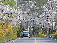 대전 무수동 벚꽃길