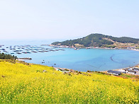 청산도 유채