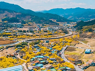 구례 산수유 축제