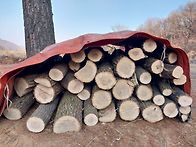 새해 첫날 참나무 표고목 ..