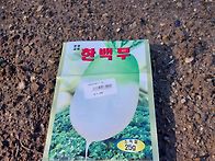김장무 씨앗 직파,120개