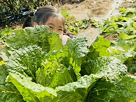 재밌는 배추수확&#129388;