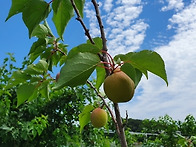 매실따기체험(성안..