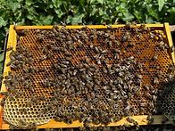 이런 벌통과 벌집..