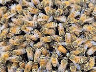 10월 신왕 교미 ..