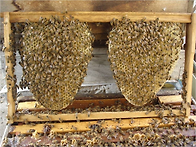 4월 셋째 주 꽃가..