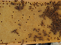 [참고자료] 원형산..