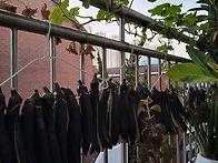가지