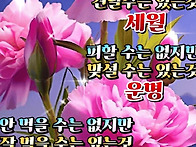 비와 인생