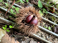 산밤 줍기&#127792;